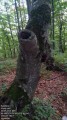Ami a fából maradt Ami a fából maradt